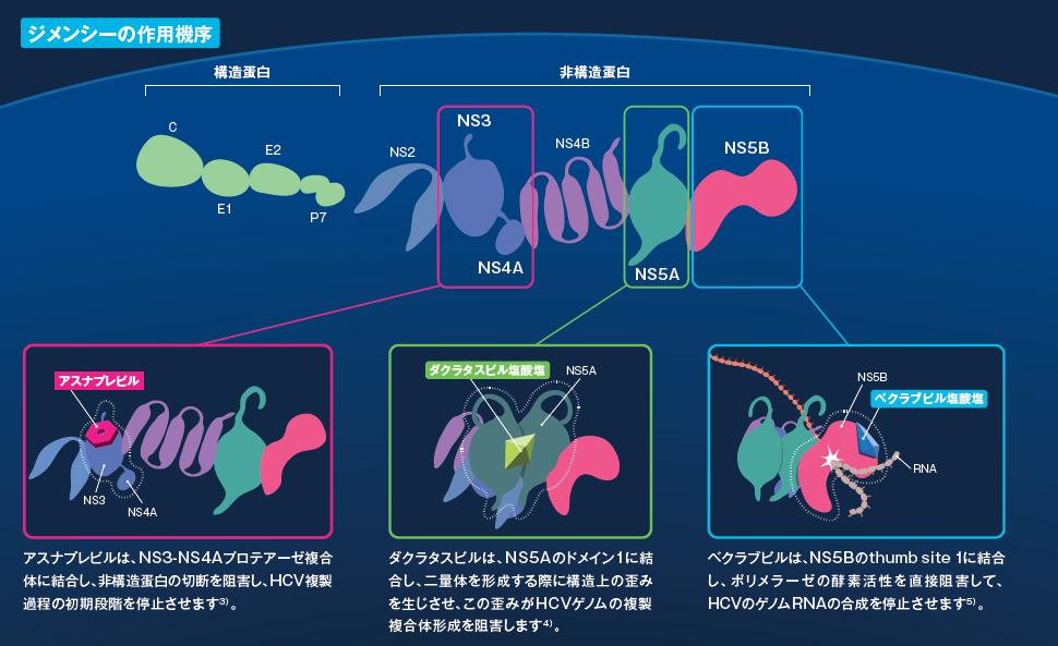 ジメンシーの作用機序 ジメンシー配合錠は 日本初の 3 種類の直接作用型抗ウイルス剤 (DAA) 固定用量配合剤です 1)McPhee F et al. Antimicrob Agents Chemother.