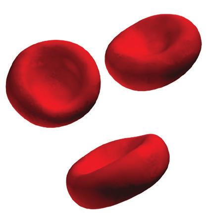 鉄 鉄は体に重要な栄養素です 鉄は赤血球中でタンパク質と結合し ヘモグロビンを作ります これは赤血球にとって不可欠です あまった鉄は肝臓 脾臓 骨髄中に貯蔵されます 貯蔵された鉄はフェリチンと呼ばれ 血液検査で測定できます ヘモグロビンを作るために毎日鉄が必要ですが この鉄は 古い赤血球内の鉄を再利用することでまかなわれています ( 鉄のリサイクル ) 赤血球