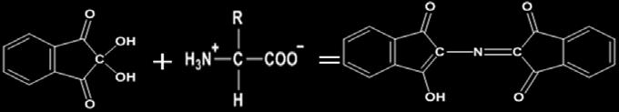 050 mol/lのアミノ酸溶液を100 ml 調整した そして, アミノ酸溶液 1 mlとニンヒドリン溶液 3 mlを混合し,4 分間, 湯浴した 色の変化を目視で確認した後, 分光光度計で波長と吸光度の関係を調べた なお, 使用したアミノ酸は, 先行研究で用いられた, グルタミン酸, トレオニン, メチオニン, リジン, フェニルアラニンの5 種類である < 使用器具 薬品 > 器具 :