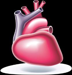止まってしまった血液の流れを強制的に作り出します 胸骨圧迫 心臓の位置 心臓は ほぼ胸の真ん中に位置しており