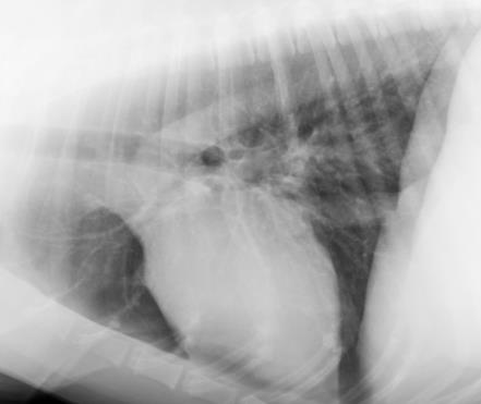 手術の代わりに放射線治療によって局所の病変を治療します 猫の鼻腔内リンパ腫では 放射線治療のみで完治するケースもあり