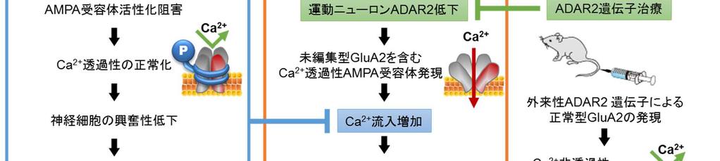 図 1: 高選択非競合 AMPA 受容体拮抗剤ペランパネルを用いた ALS の治療戦略孤発性 ALS の病態を示すモデルマウスを用いて