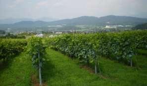 Denis Doubourdieu 2009は 日本で初めて甲州種の垣根栽培に成功し 造られたワインです 2011 年 静岡県富士宮市の朝霧高原に