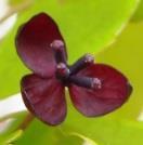 木通という名の由来は アケビの蔓を切って吹いたり吸ったりすると 細いストローのように空気が通ることから 右下の写真はミツバアケビの濃紫色の花です その名の通り葉っぱが 3 枚 アケビは 5 枚です School of
