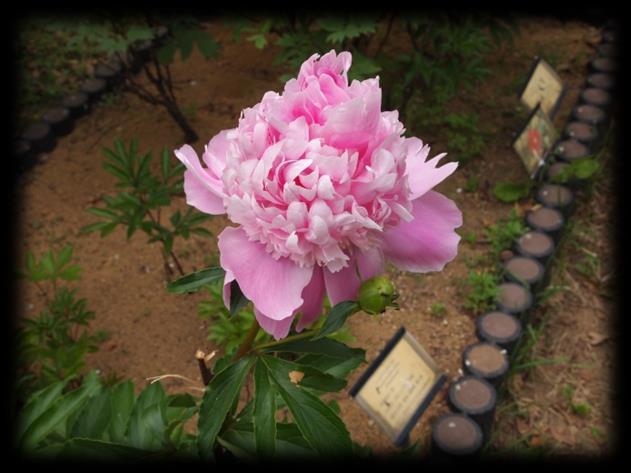 ヒロハセネガの花が咲いています ヒメハギ科の植物で 薬用として根を用い 気管支炎や気管支喘息の去痰薬として高い利用価値を持っています 日本薬局方にも初版から収載されていますが