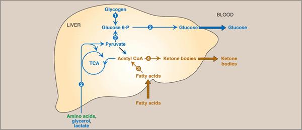 空腹時の肝臓の代謝経路 グリコーゲン 図