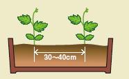 植付けのしかた 葉が 4 葉ほど出たらプランターに移植します 苗と苗の間は ~