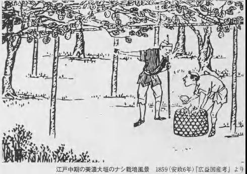 江戸時代からの棚栽培から 日本ナシ栽培の歴史