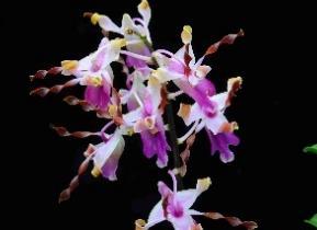 タンジェリアナム 花付き ニューギニア リップに紫色が入り同種の中で花色は濃色 株が 10,800 コンパクトな割に花付きが大変良い個体
