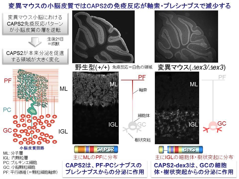 ( ex3/ ex3) の作製 図 2 小脳皮質神経回路における部分欠失型 CAPS2 の分布