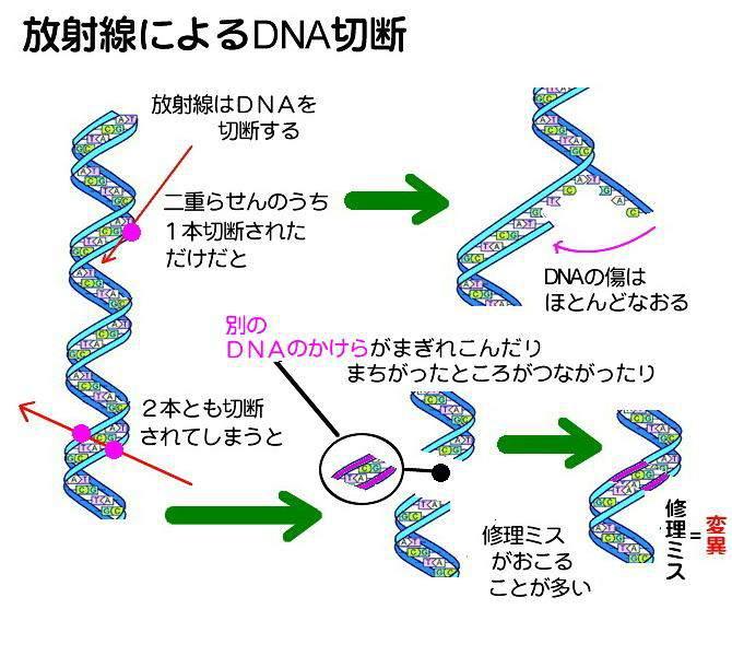 切断 DNA の修復 傷 自然発生放射線由来 (/ 細胞 / 日 ) (/ 細胞 /Gy) 塩基損傷 20,000 300 1 本鎖切断