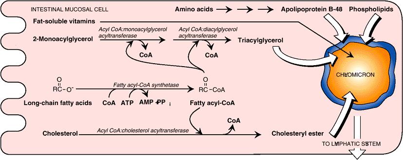 E: TAG とコレステリルエステルの再合成 小腸粘膜細胞アポ B-48 リン脂質
