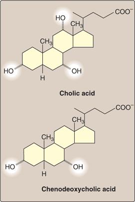 胆汁酸の例 胆汁酸 胆汁の主要な成分 胆汁塩のもと
