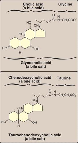 コール酸 胆汁 ( 酸 ) 塩 グリシン 胆汁酸にタウリン グリシンが結合してできたものが多い グリココール酸