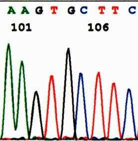 4.RET 遺伝学的検査の方法 本検査は 通常の採血と同様に採取した血液を使用します まず 血液中の白血球から DNA を取り出します あなたのご家系における RET 遺伝子の変化 ( 変異 ) の位置がわかっていますので RET 遺伝子の変化 ( 変異 ) があった部分だけを PCR という方法で人工的に増やします これを DNA シーケンサーという装置にかけて遺伝子配列を読みます 5.