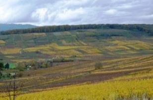 5ha の畑で 2000 年より試験的にビオロジックとビオディナミを開始し 2005 年に全ての畑を転換 2008 年に AB 認証を取得しました 白ワインの醸造はステンレスタンクを使用し 天然酵母で発酵します その後 6~8