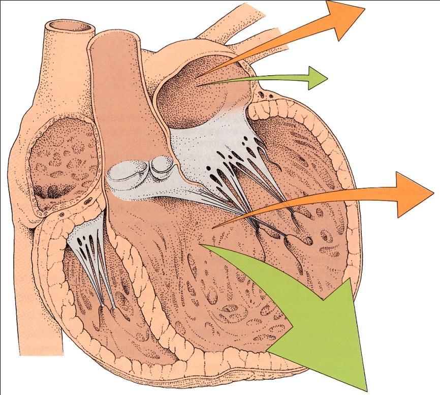 心房 心室から全身循環へ分泌される ANP BNP 量