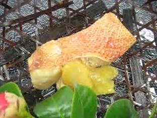 赤魚の煮付け こんぶだしのきいた おいしい赤魚の煮つけです 1/1 ホテルパン 1 枚分 約 30 人前 仕上がり約 2000g 赤魚 1600 30 切 酒 30~45 生姜 20~30