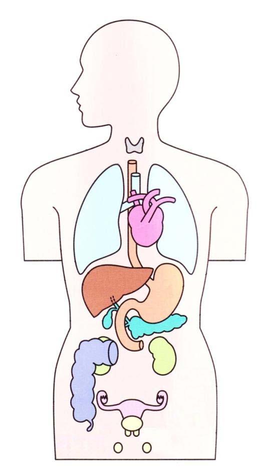 臓器別の主な検査項目 気管支特異的 IgE 甲状腺 TSH,FT3 FT4 肺シフラ, Pro-GRP CEA, SCC KL-6 肝臓