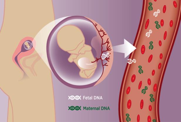 検査の原理 妊娠中の母親の血液中には 赤ちゃんに由来するわずかな DNA が存在します この DNA を利用することで 赤ちゃんの染色体疾患について調べます 血液中の個々の DNA 断片の塩基配列を読んで その断片がどの染色体に由来しているかを識別します その上で 各染色体由来の DNA 断片の量的な割合をみることで 特定の染色体の変化を検出します 検査を希望する妊婦さんのうち