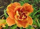 薄いオレンジ中央側は茶色 花の奥は薄いオレンジ花糸は薄いオレンジ 花の大きさ( 直径 )13cm かぼちゃ色の大き目の花