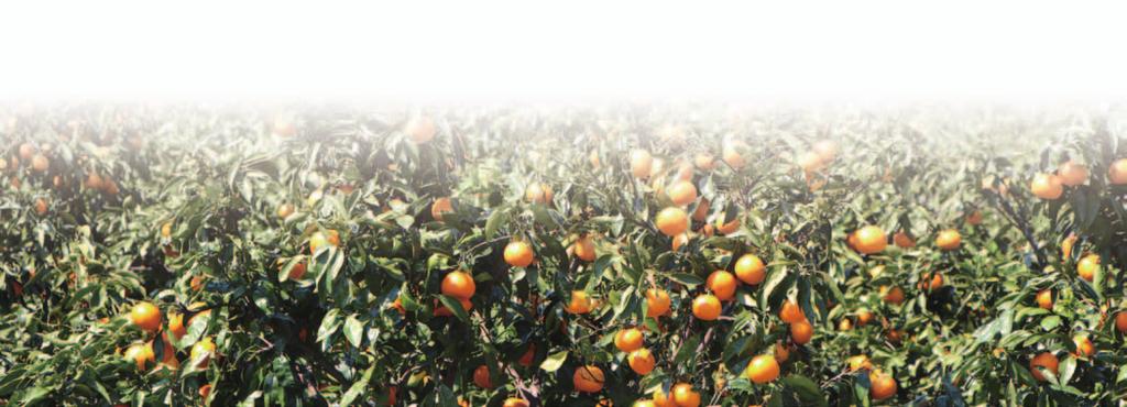 防除レポート 瀬戸内海に囲まれた柑橘の宝庫 中島価値ある 中島ブランド で目指すは未来に続く柑橘づくり 日本屈指の柑橘産地である中島は 瀬戸内海式気候特有の温暖寡雨で 一年を通じて柑橘が収穫できる まさに 柑橘王国 です 中島は島全体が山で形成されており 急傾斜地が多いため 水はけと日当たりが良く 越冬品種の栽培が可能なことも特長です また 3つの太陽
