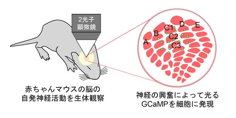 図 2: 実験の内容 バレルを赤色タンパク質で光らせた上で神経細胞に GCaMP を発現させて ヒゲから刺激が入らない状態で 二光子顕微 鏡を用いて神経細胞の興奮を観察しました 夜行性動物であるマウスは優れたヒゲ感覚をもっていて 個々のヒゲからの感覚情報を処理する数百個の神経細胞は体性感覚野において集まって バレル