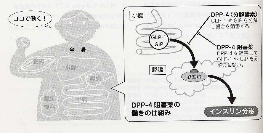 DPP-4 阻害薬 インクレチン (
