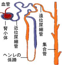 嚢胞が集合管から発生することです 集合管とは?