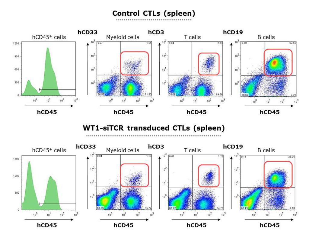 図 5 WT1 特異的 CTL の正常造血幹細胞への安全性 WT1 特異的 CTL またはコントロール T 細胞と正常造血幹細胞を in vitro で十分な時間接触させた後 NOG マ ウスに移植した どちらも 十分な正常造血細胞の増殖と分化が認められたことから WT1 特異的 CTL は正 常造血幹細胞には影響を与えないことが示された このことから 大量化学療法後に WT1-TCR