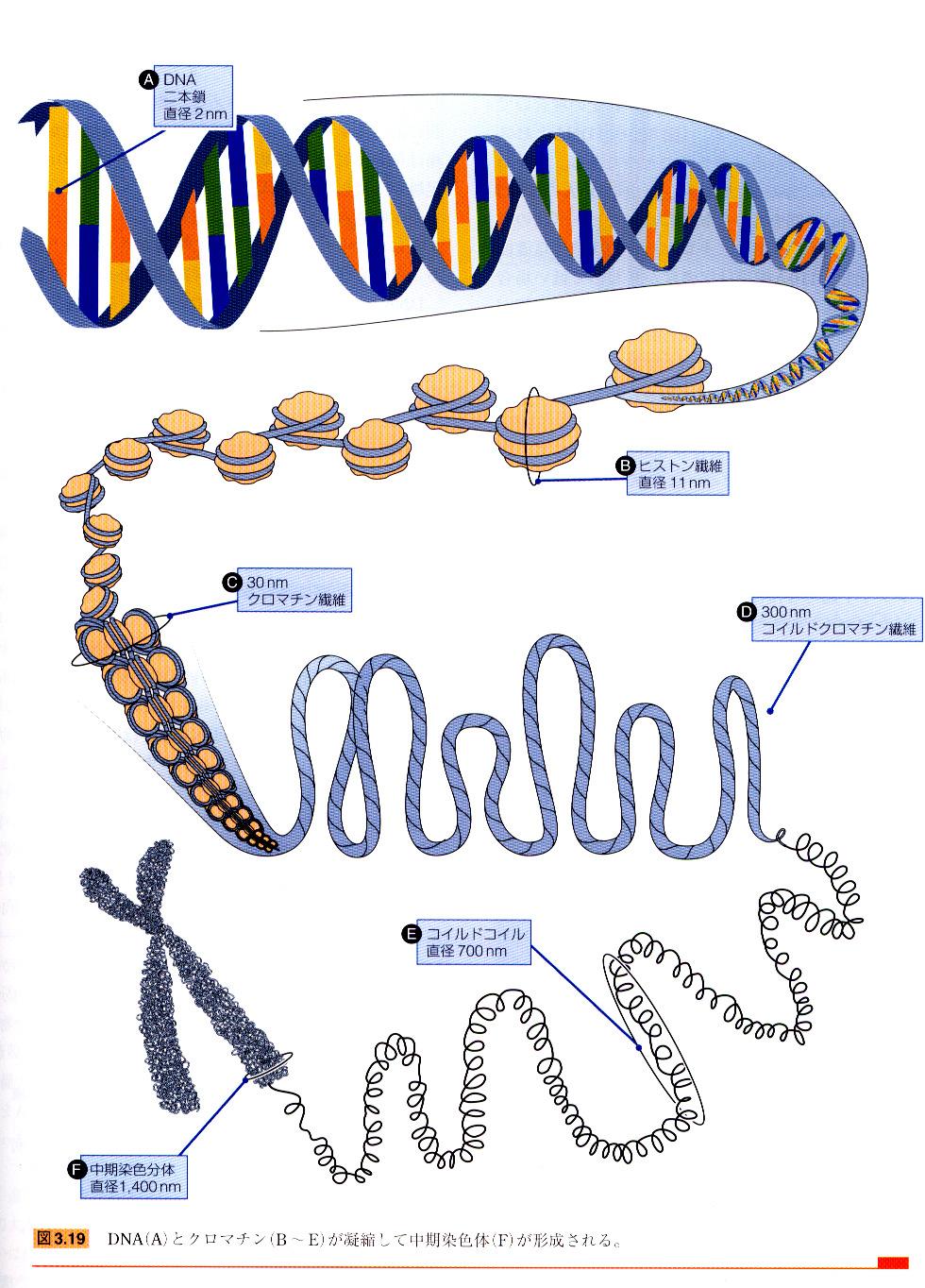 3.1 染色体の分子構造 DNA and Chromosomes, E.J. Duruw, Fig.