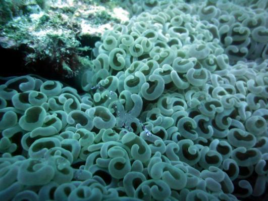 背景 サンゴ大規模白化緊急対策会議 2017.04.23 サンゴ礁が受ける生活排水 ( 栄養塩 ) からのストレスを抑え, 沿岸水質環境を良好に保つためには, 目標となる水質環境指針値の設定が必要である.
