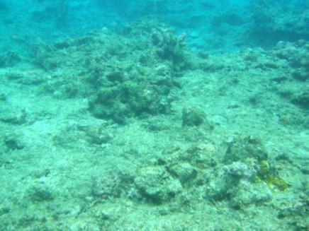 生サンゴ被度 (%) 生きたサンゴ多 100 80 60 40 環境基準 Ⅰ 類型 サンゴ大規模白化緊急対策会議