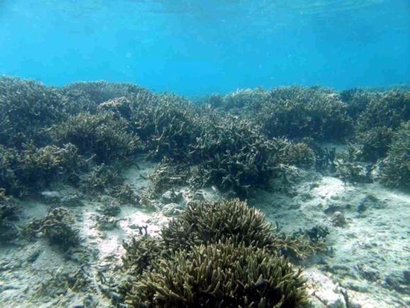 生サンゴ被度 (%) 100 サンゴ大規模白化緊急対策会議 2017.04.