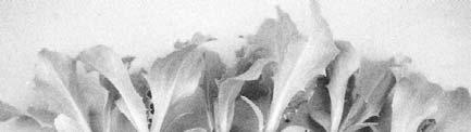 き抜いても根鉢が崩れなくなる時点を目安に適期に定植する 有機栽培では慣行栽培の場合より一回り大きいセルトレイを使う方がよい 写真 Ⅱ-1 セル成型育苗の定植適期苗の大きさと根鉢の様子