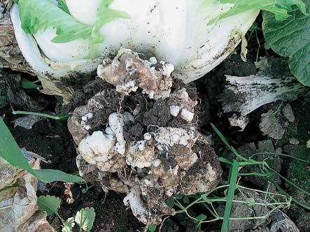 () 生物的防除対策 ムギ等を植えて予め天敵を呼び寄せて増殖しておき 対象作物の被害を軽減する ( アブラムシ等 ) 土壌中に広く分布している細菌である BT( バチルスチュウリンゲンシス ) が菌体内に作る結晶性物質中の殺虫効果のある蛋白質から製造した BT 剤により コナガ等の防除を行う 以上の各種対策は 地域 野菜の種類 作型によって病害虫の発生状況が異なるので 発生状況に応じ
