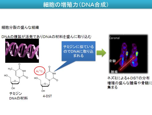 で標識したメチオニンという化合物です また一方で 細胞の増殖力 DNA の合成を見たい場合には DNA の材料を標識して 動態を見れば良いわけです DNA の材料の一つとしてチミジンというのがあります ここに炭素 11 を入れ また一工夫をして酸素を硫黄に変えると この化合物はチミジンに似ているので DNA