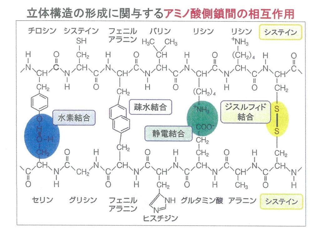 疎水結合 ( 疎水性アミノ酸をタンパク質の内側に引き込む ) 水素結合 イオン結合