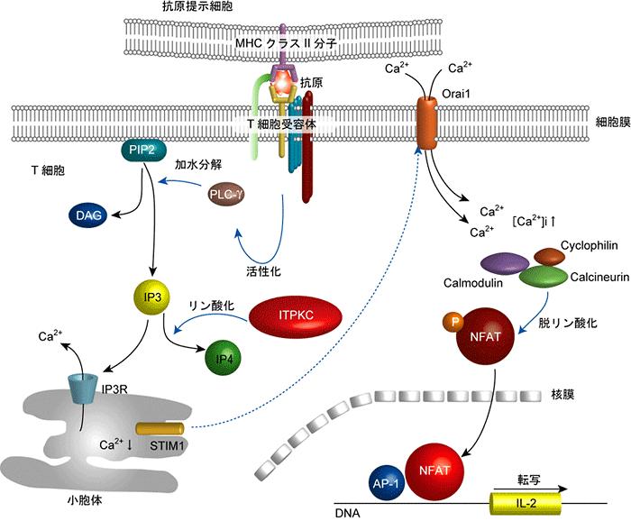図 2 T 細胞内における IP3 を介したシグナル伝達経路 ITPKC タンパク質が IP3 を IP4 へとリン酸化することにより シグナル伝達は負に制御される