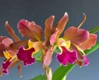 wadae ワダエ ( ほぼ BS) 8,640 (2-3 作 ) 4,320 54 (US) タイ eburneum に近縁の中型種 8cm 程度のピンク系花を 1-2 花ずつ