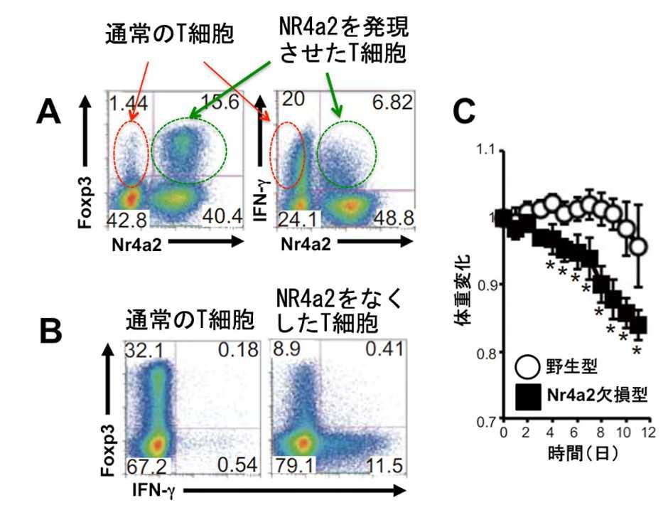 図 2: Nr4a2 は Treg 誘導を促進し Th1 分化を抑制する A: 未感作ヘルパー T 細胞に Nr4a2 を異所的発現させて抗原刺激すると Treg のマスター転写因子 Foxp3 が誘導される一方 ( 左 ) Th1 分化が抑制されます ( 右 : インターフェロン γ(ifnγ) の量が減少している ) 赤は通常の ( 野生型 )T 細胞 緑は Nr4a2
