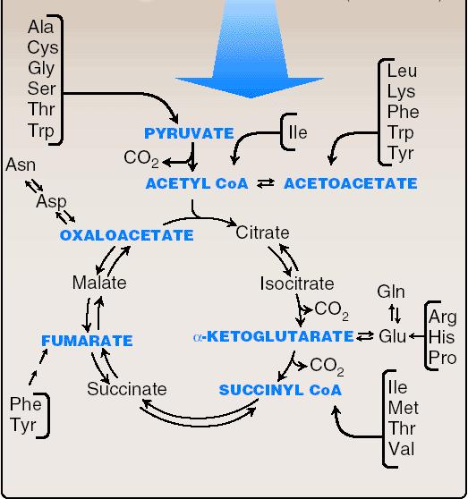 アミノ酸の代謝 : クエン酸回路との関係