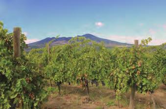 アリアニコ デル ヴルトゥーレ協会会長を務める アルマンド マルティーノ マルティーノ家のワイン造りは 19 世紀に遡ります 1970 年代 アルマンド マルティーノの代に大きな転換を迎えます ヴルトゥーレ火山南東部にあるポテンツァ県リオネーロ イン ヴルトゥーレに近代的なワイナリーを建築し ヴルトゥーレの中でも最良の土地に畑を購入 ワイナリーの名を