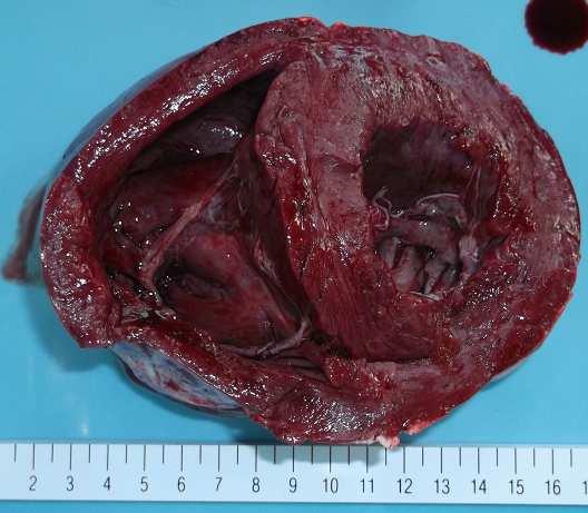ページ参照豚の疣贅性心内膜炎 : 弁に疣状の病変 右心室 左心室 確認事項