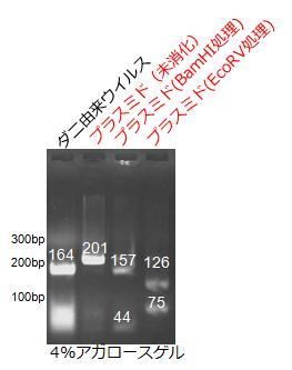 4 リアルタイム RT-PCR 産物の電気泳動によるコンタミ確認リアルタイム PCR 陽性検体および 10 7 コピーの陽性コントロール PCR 産物 3μ l に Loading Buffer 2μ l を各々添加 混合し 電気泳動サンプルとする 電気泳動サンプル全量および 100bp DNA ラダーマーカー 5μ l を 3% アガロースゲル ( 操作 :5-3) を用いて電気泳動する (