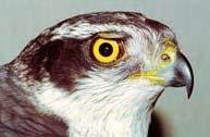 RECOVERY DATA BY SPECIES Accipiter