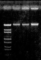 酵母からの DNA 抽出 抽出 DNA の収量と純度 Saccharomyces cerevisiae Shizosaccharomyces pombe Phichia pastoris yield(μg/ mg ) A260/280 0.504 1.83 0.348 1.79 2.523 1.
