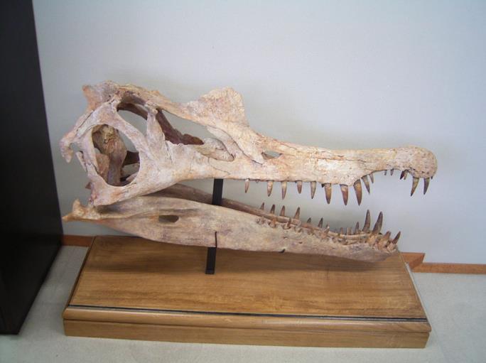 県立自然史博物館世界最大級の肉食恐竜 スピノサウルス の実物頭骨化石を群馬初公開 映画 ジュラシックパーク Ⅲ で T.