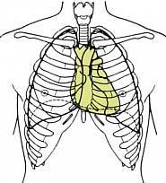 やや左寄りにあり 左右は肺に接し 前方は胸骨後方は食道および大動脈に接しています