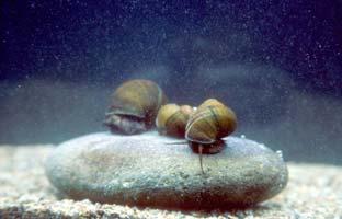 生き物シート 甲殻 貝類 アメリカザリガニザリガニ科